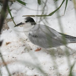 Common tern (Sterna hirundo)? - Zoo Plzeň?