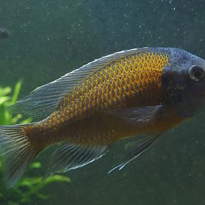 Animazia - Copadichromis borleyi, 2024-06-23