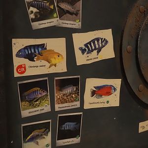 Animazia - Malawi cichlid signage, 2024-06-23
