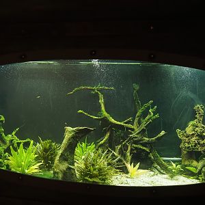 Animazia - First splitfin tank, 2024-06-23