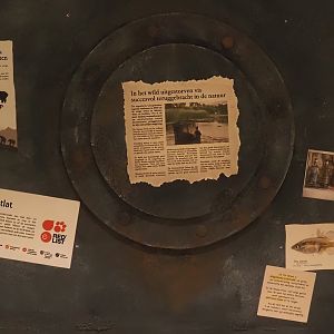 Animazia - Tequila splitfin signage, 2024-06-23