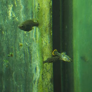 Animazia - Golden Skiffia (Skiffia francesae) and Tequila splitfin (Zoogoneticus tequila), 2024-06-23