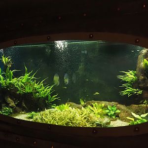 Animazia - Second splitfin tank, 2024-06-23