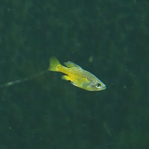 Animazia - Butterfly splitfin (Ameca splendens), 2024-06-23