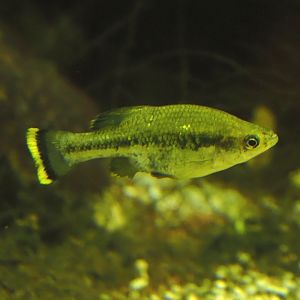 Animazia - Butterfly splitfin (Ameca splendens), 2024-06-23