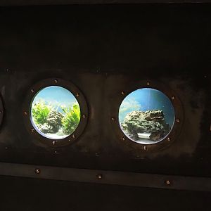 Animazia - Tiger limia tank, 2024-06-23