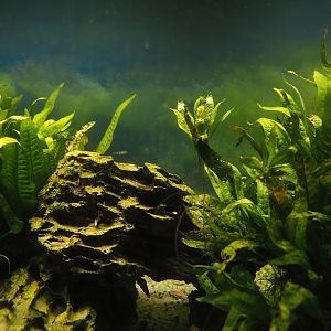 Animazia - Tiger limia tank, 2024-06-23