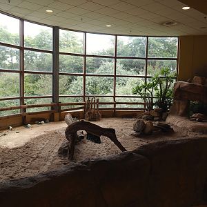 Animazia - African spurred tortoise exhibit, 2024-06-23