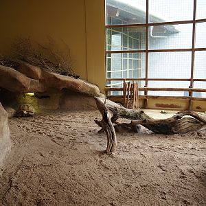 Animazia - African spurred tortoise exhibit, 2024-06-23