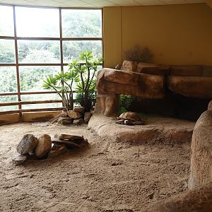 Animazia - African spurred tortoise exhibit, 2024-06-23