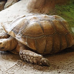 Animazia - African spurred tortoise (Centrochelys sulcata), 2024-06-23