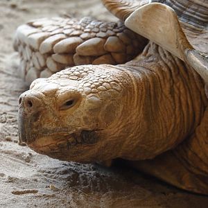 Animazia - African spurred tortoise (Centrochelys sulcata), 2024-06-23