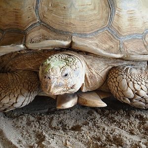 Animazia - African spurred tortoise (Centrochelys sulcata), 2024-06-23