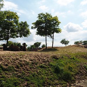 Serenga - Domestic Bactrian camel and Persian onager exhibit, 2024-06-23