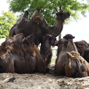Serenga - Domestic Bactrian camels (Camelus bactrianus), 2024-06-23