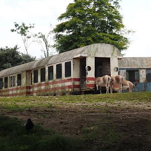 Serenga - Crashed train visitor area next to Domestic Bactrian camel and Persian onager exhibit, 2024-06-23