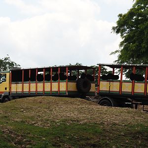 Serenga - Safari truck going through the Domestic Bactrian camel and Persian onager exhibit, 2024-06-23
