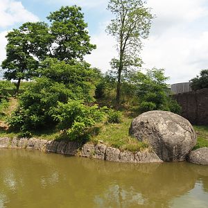 Serenga - African lion exhibit, 2024-06-23