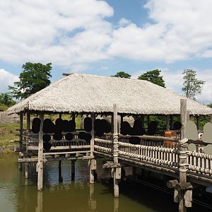 Serenga - African lion viewing area, 2024-06-23