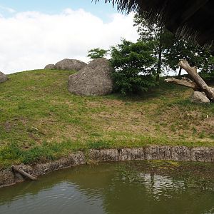 Serenga - African lion exhibit, 2024-06-23