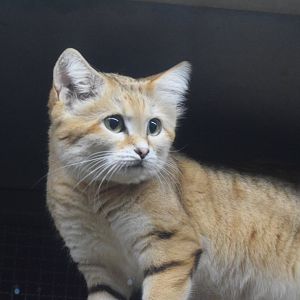 Saharan sand cat