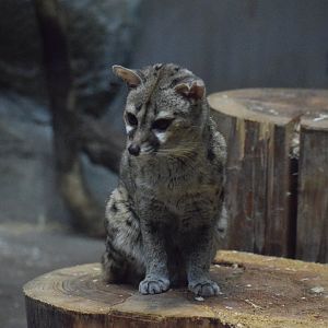 Cape genet