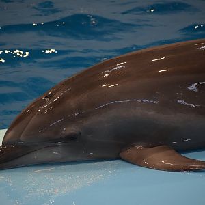 Pacific bottlenose dolphin