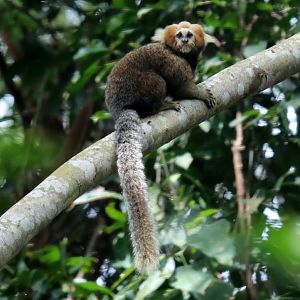 buffy-headed marmoset (Callithrix flaviceps)