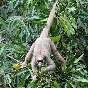 northern muriqui (Brachyteles hypoxanthus)