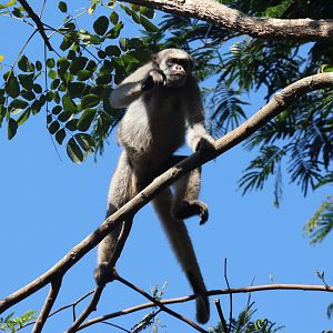 northern muriqui (Brachyteles hypoxanthus)