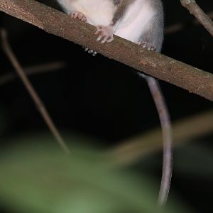 gray slender opossum (Marmosops incanus)