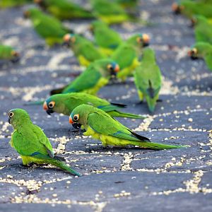 peach-fronted parakeets (Eupsittula aurea)