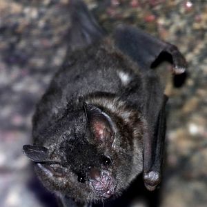 silky short-tailed bat (Carollia brevicauda)