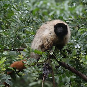 Atlantic titi monkey or masked titi (Callicebus personatus)