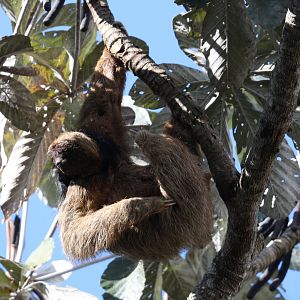 maned sloth (Bradypus torquatus)