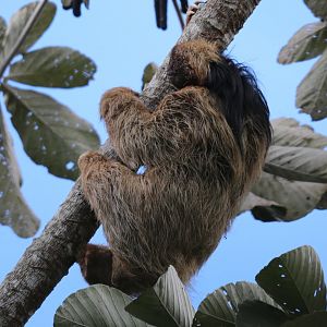 maned sloth (Bradypus torquatus)