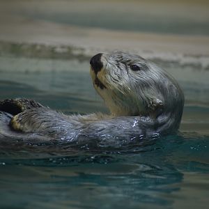 Northern sea otter