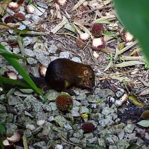 Common Tree Shrew (Tupaia glis) - wild