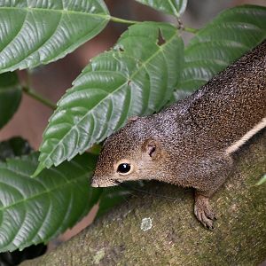 Plantain Squirrel (Callosciurus notatus) - wild