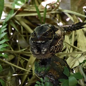 Large-Tailed Nightjar (Caprimulgus macrurus) - wild