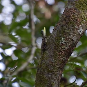Common Gliding Lizard (Draco sumatranus) - wild