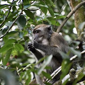 Crab-Eating Macaque (Macaca fascicularis fascicularis) - wild