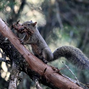 Brazilian squirrel (Sciurus aestuans)