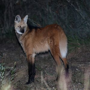 maned wolf (Chrysocyon brachyurus)