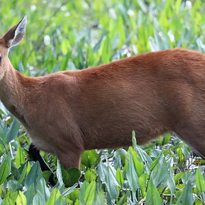marsh deer (Blastocerus dichotomus)