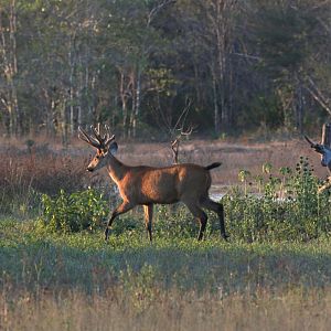 marsh deer (Blastocerus dichotomus)