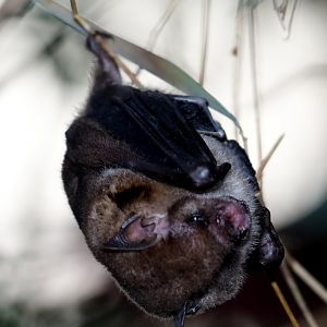little yellow-shouldered bat (Sturnira lilium)