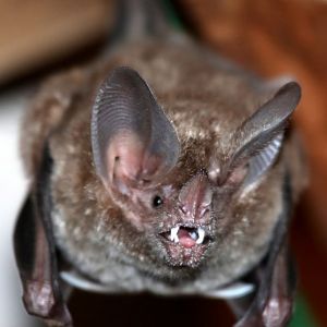 fringe-lipped bat (Trachops cirrhosus)