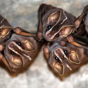 white-lined broad-nosed bat (Platyrrhinus lineatus)