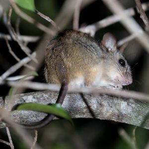 Humid Chaco Arboreal Rice Rat (Oecomys franciscorum)